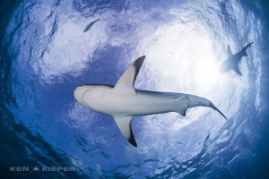 Reef Shark fly by by Ken Kiefer 